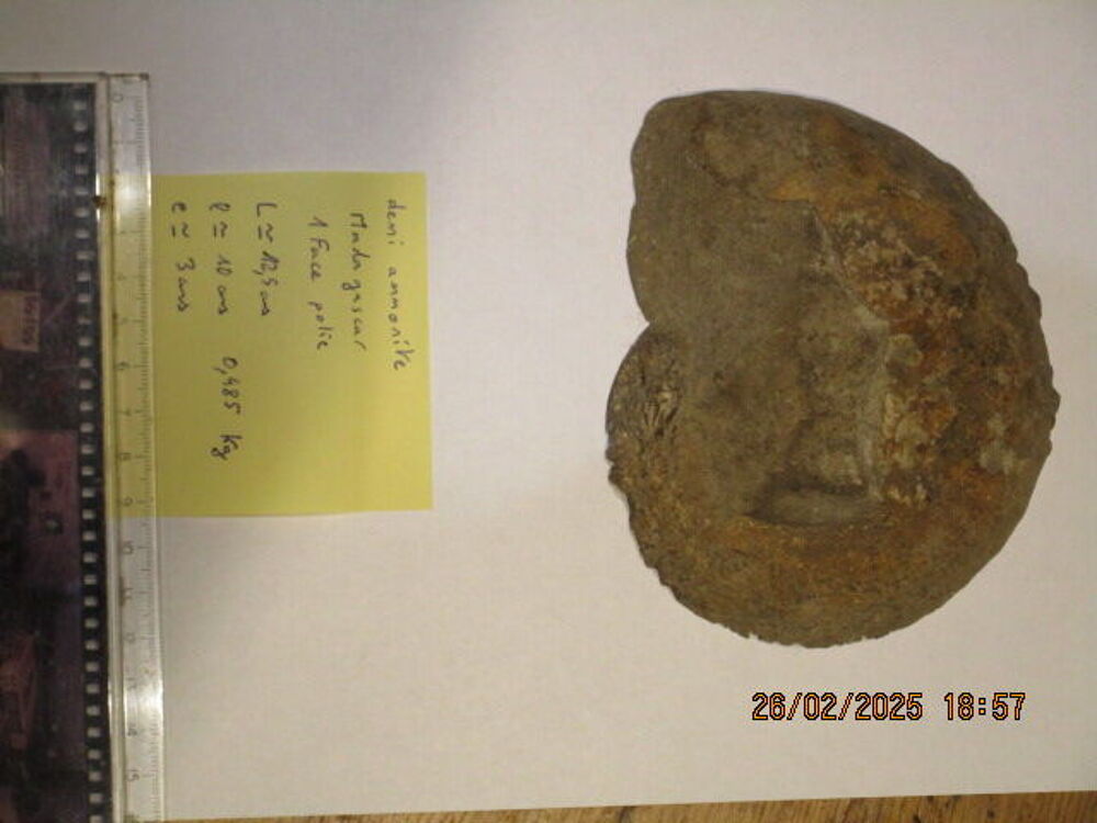 Demi Ammonites de Madagascar 