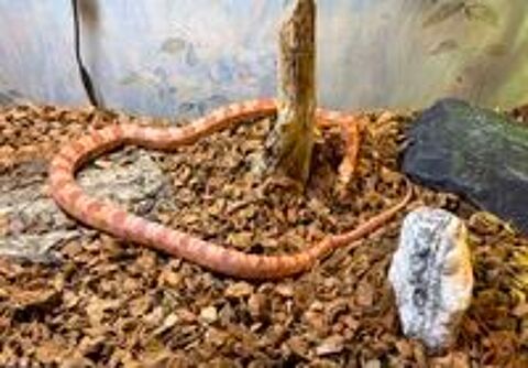   Serpent des blés mâle à donner + terrarium et équipement 
