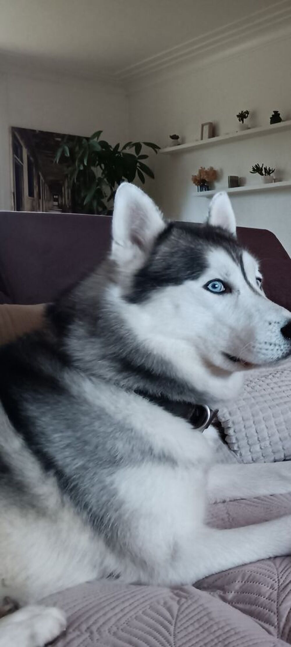   Don Husky  de Sibérie  