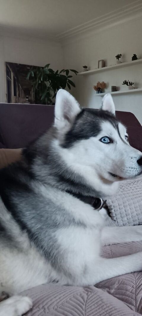 Don Husky  de Sib&eacute;rie 0 62131 Verquin