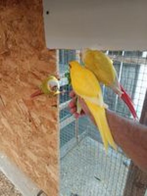   Kakariki  