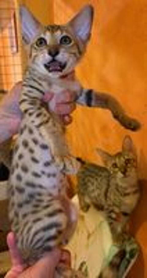   CHATON SAVANNAH LOOF 