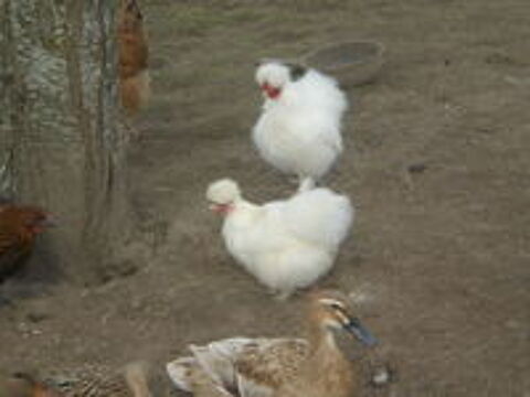   poule soie 