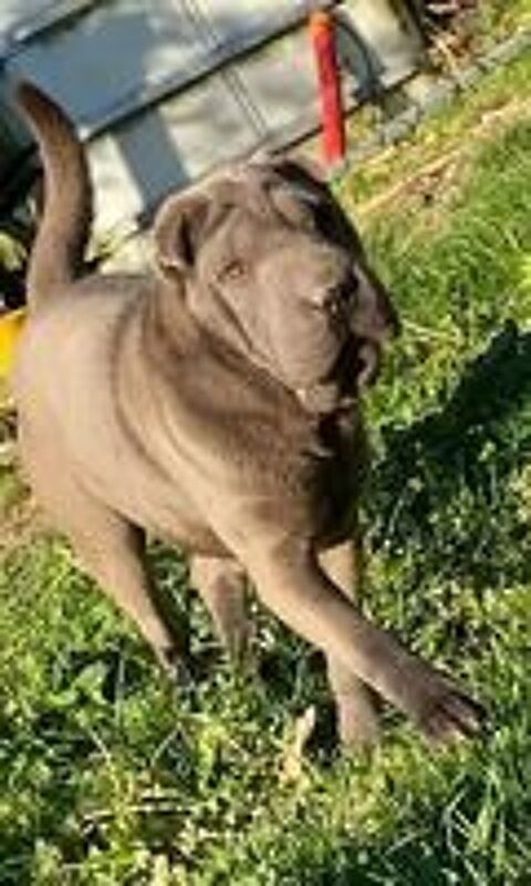   Femelle sharpei de couleur bleu 