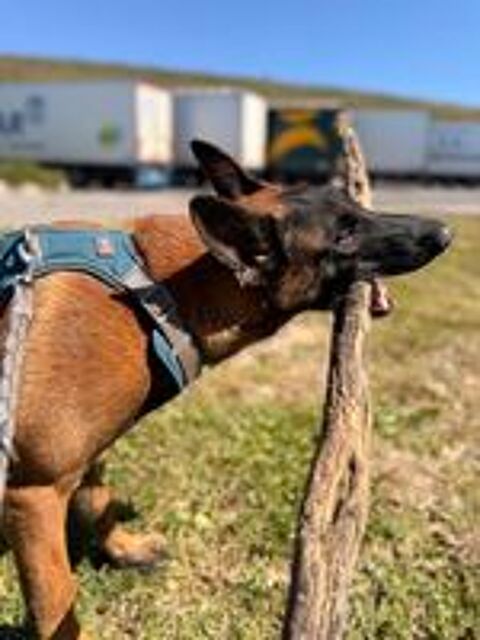  Chien THOR à l adoption 