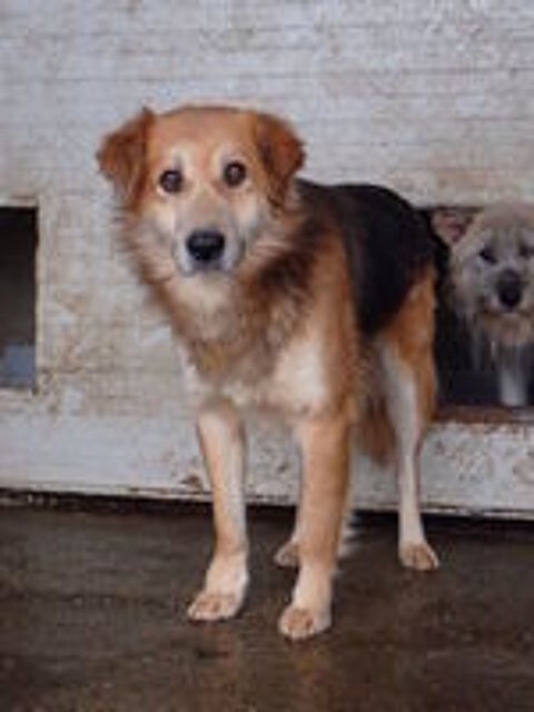   Kraft à l'adoption 