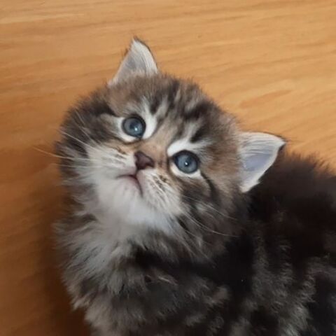 Chaton Sibérien LOOF 1500 75015 Paris