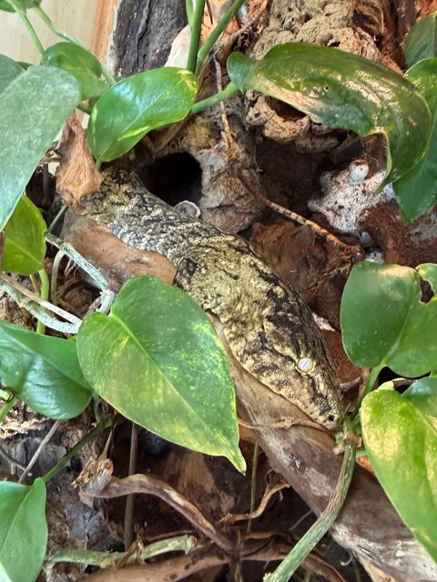 Gecko Leachianus Mont Koghi 550 49122 Le may-sur-�vre