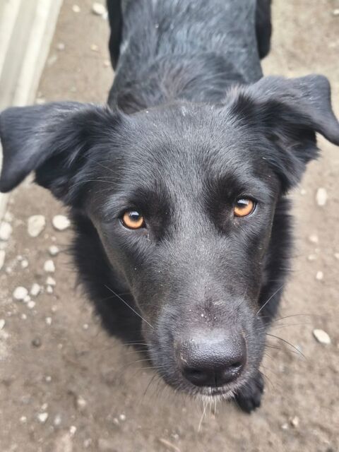 NEGRUTA SE TROUVE DANS UN REFUGE EN ROUMANIE URGENCE ADOPTION 0 75018 Paris