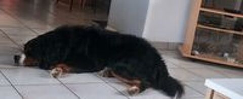   Cherche femelle bouvier bernois pour saillie non lof 