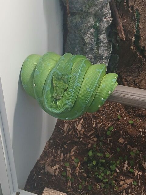 Morelia viridis sorong 33700 Mrignac