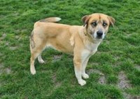   TOUNDRA femelle type berger/husky 4 ans 