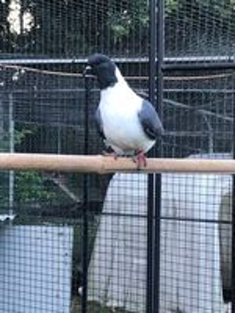   Pigeon strasser bleu de Moravie baguées 2026 pure race  