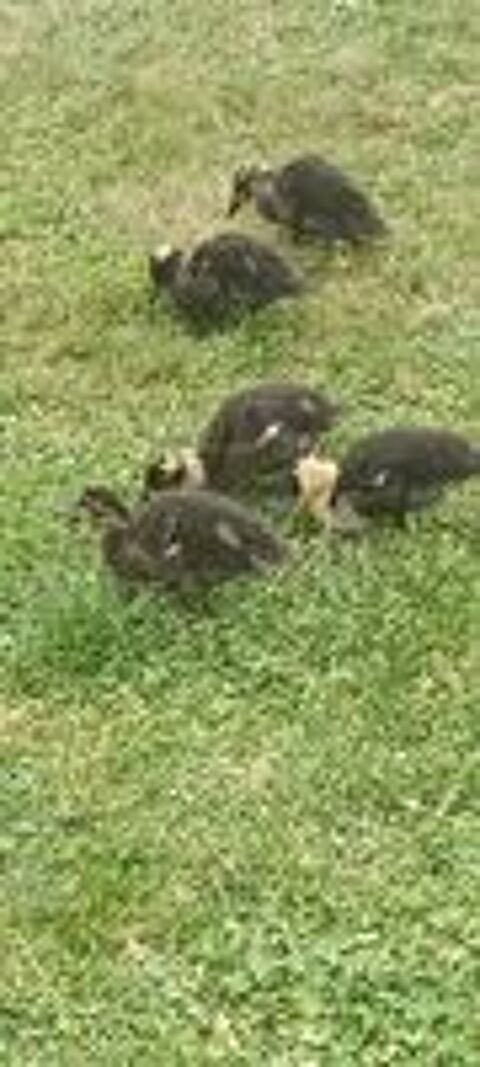   Canards  