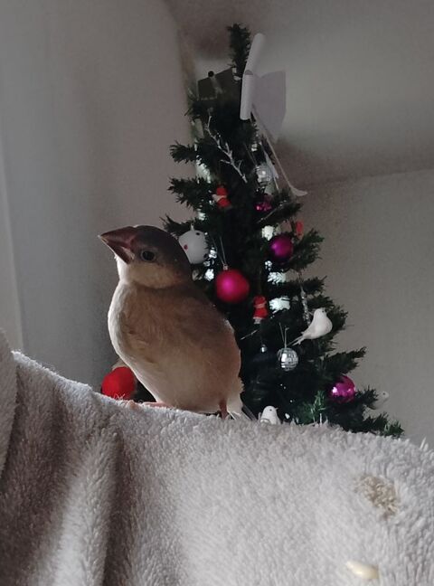 Paddas de java eam 100 47200 Marmande