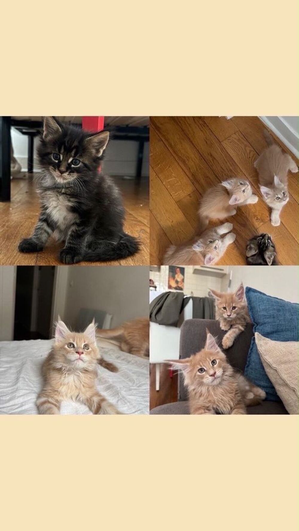   Mainecoon 