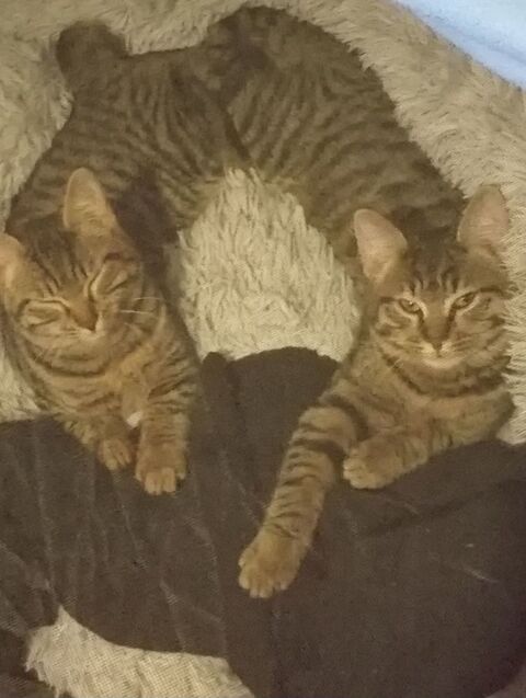 Chatons ins&eacute;parables &agrave; adopter sur Marseille 0 13004 Marseille