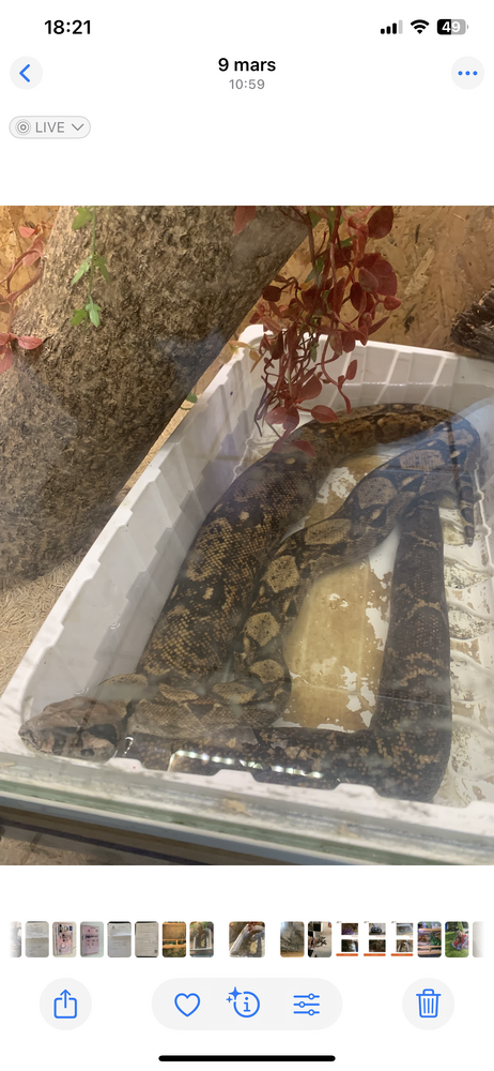   Terrariums  