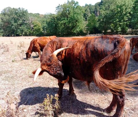 vache 1200 03390 Montmarault