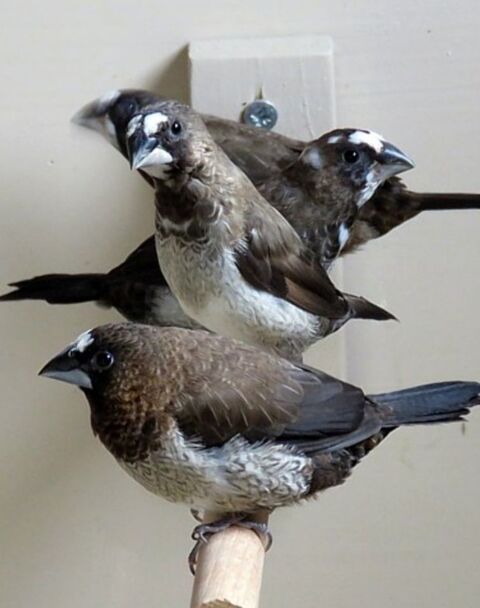 Couple moineau du japon. 20 13200 Arles