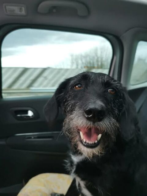 Chien LOUNA &agrave; l adoption 350 26100 Romans-sur-is�re