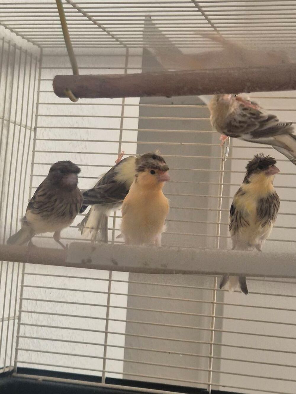   Canari couples et mâles  