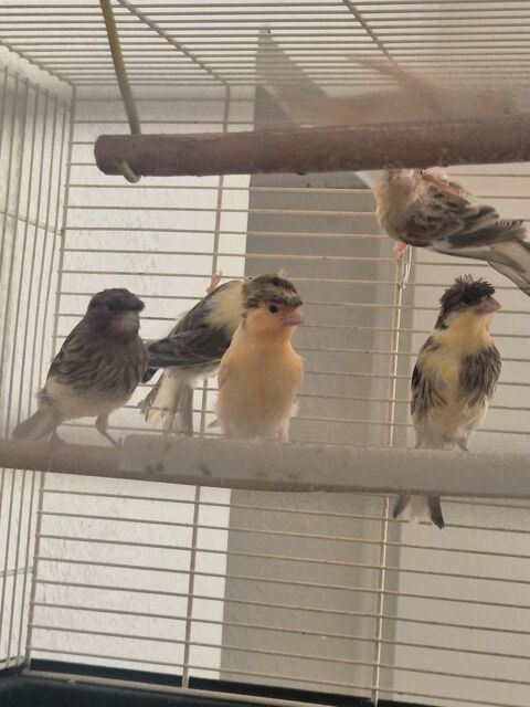 Canari couples et m&acirc;les 55 34570 Pignan