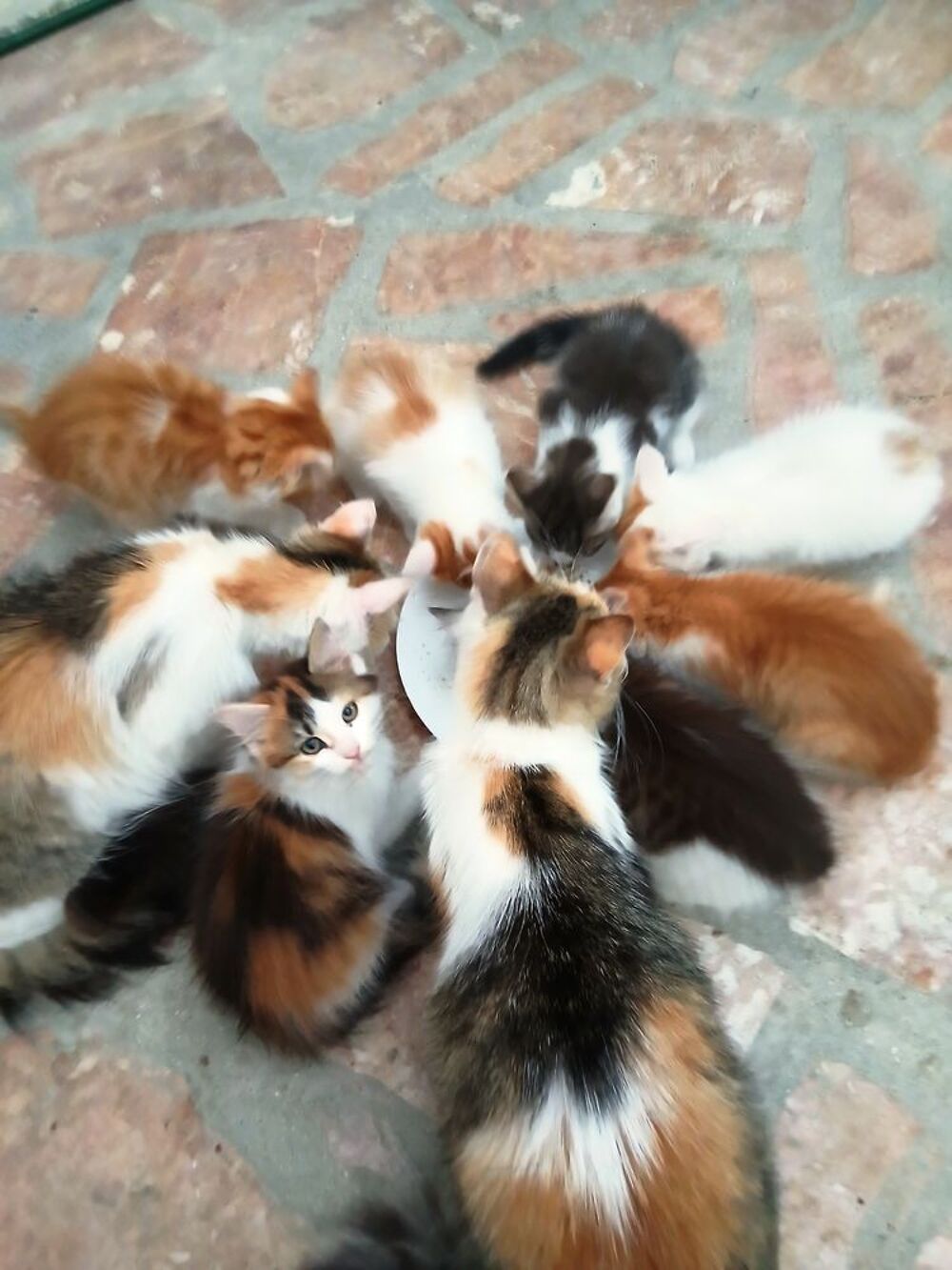   Donnes six chatons contre bon soins 
