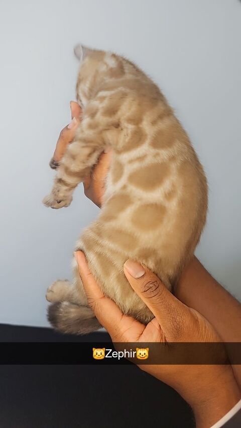 Magnifique chaton bengal 950 91700 Fleury-mrogis