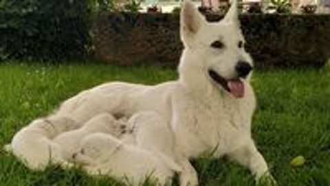  Chiots bergers blancs suisse LOF 