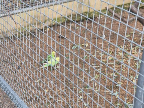 Agoromo perruches 30 51150 Aulnay-sur-marne