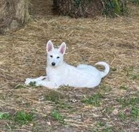   Magnifiques chiots berger blanc suisse 