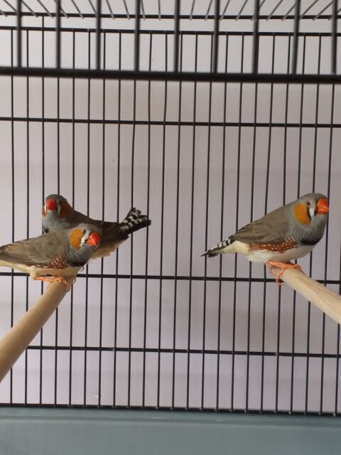 Mandarins m&agrave;&cent;les 5 86220 Les ormes