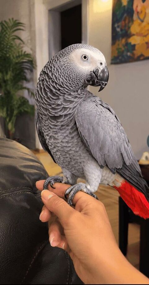recherche perroquet &eth;Ÿ&brvbar;oe 0 27000 Évreux