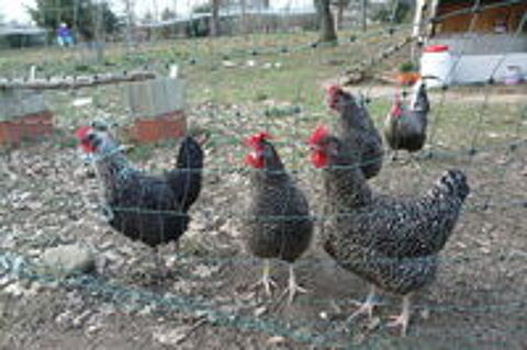   Coqs et poules 