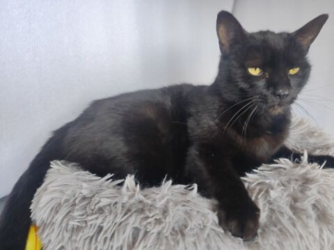 Adorable chatte st&eacute;rilis&eacute;e &agrave; adopter 0 70300 �huns