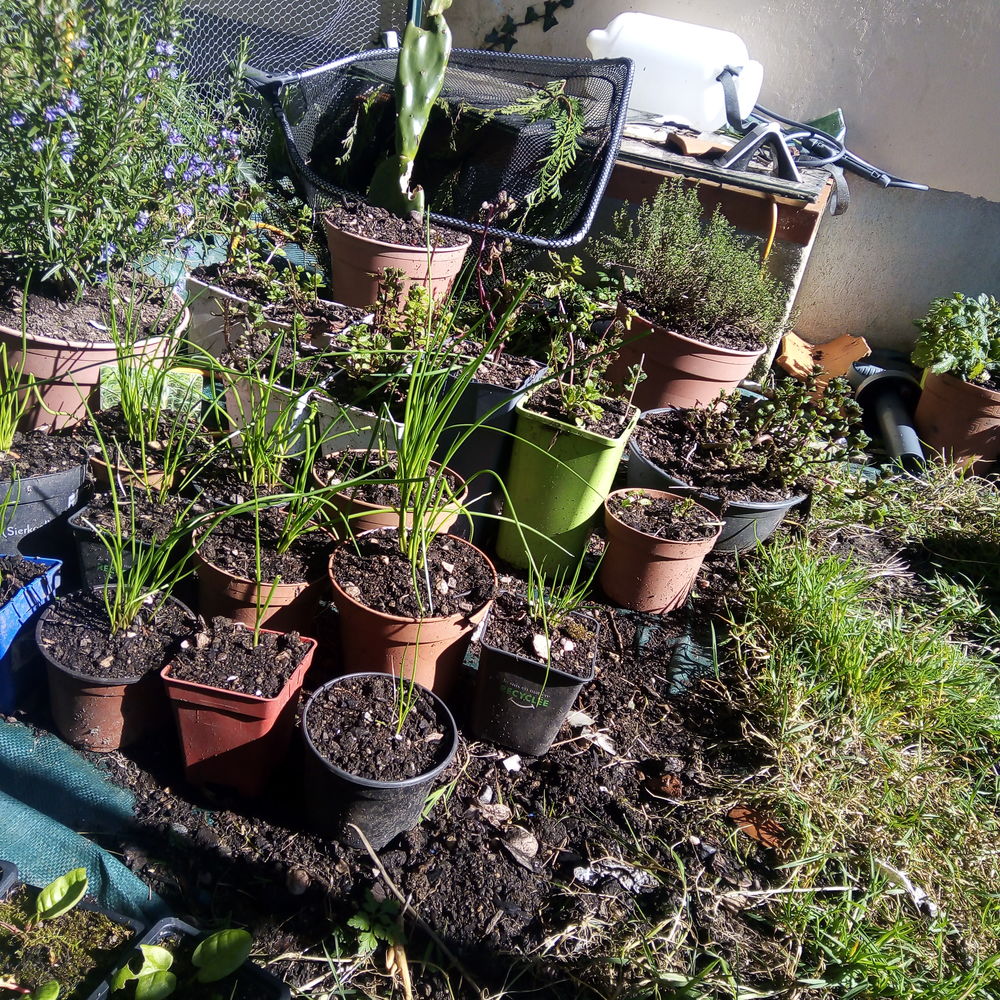Plantes aromatiques. Jardin