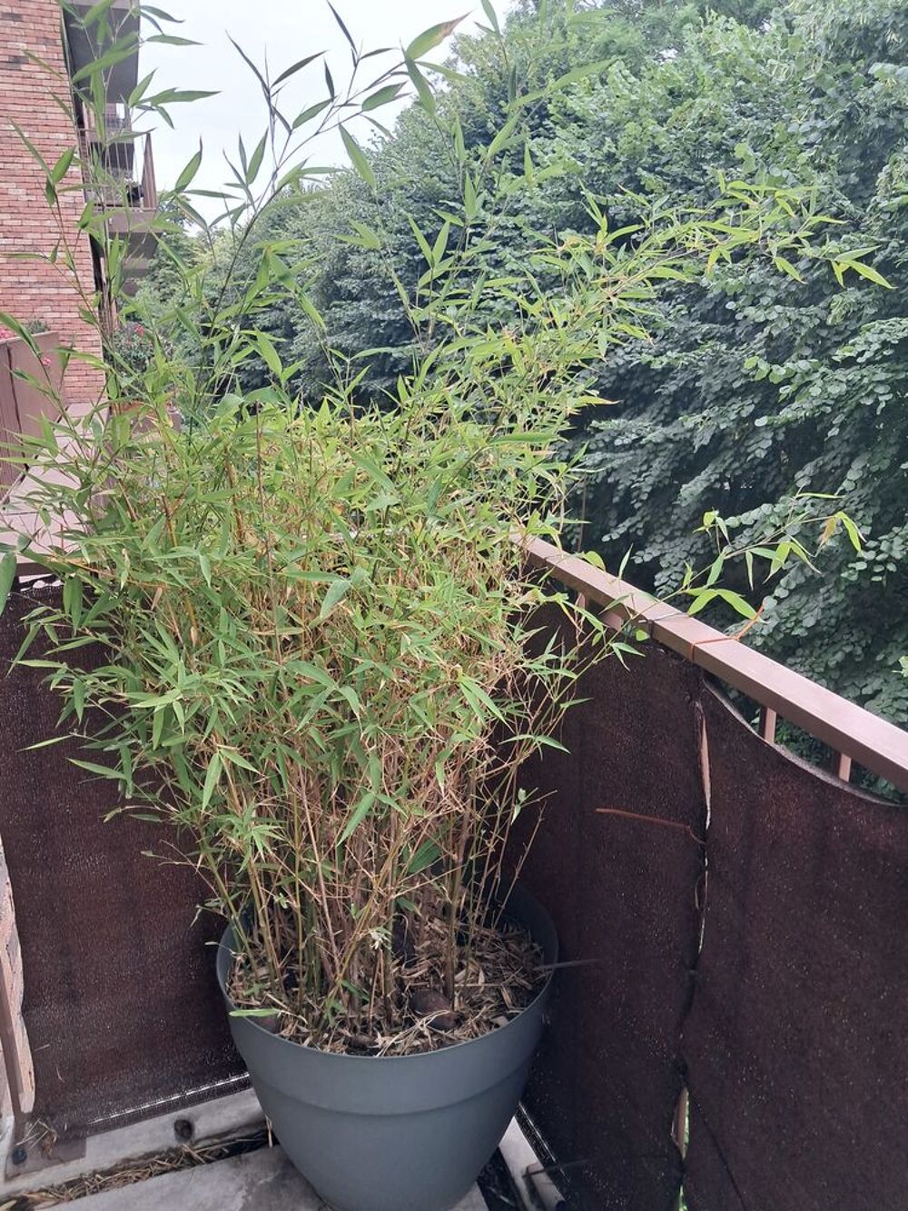 Bambou avec pot Jardin