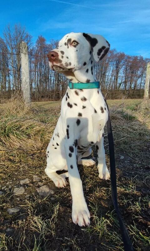 Chiots Dalmatien 900 25660 Sa�ne