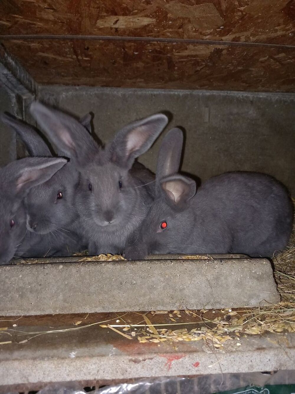   Lapins bleus de vienne  