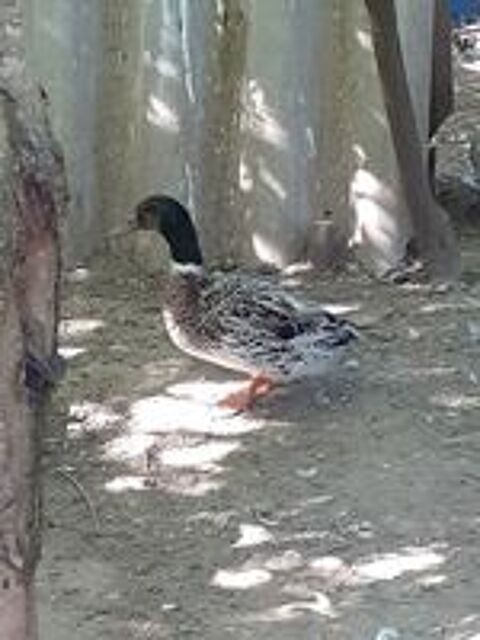   Canards, poules, coqs et cochons d inde  