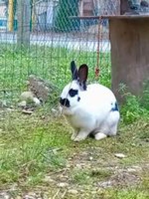   Lapin SMURF à l adoption 