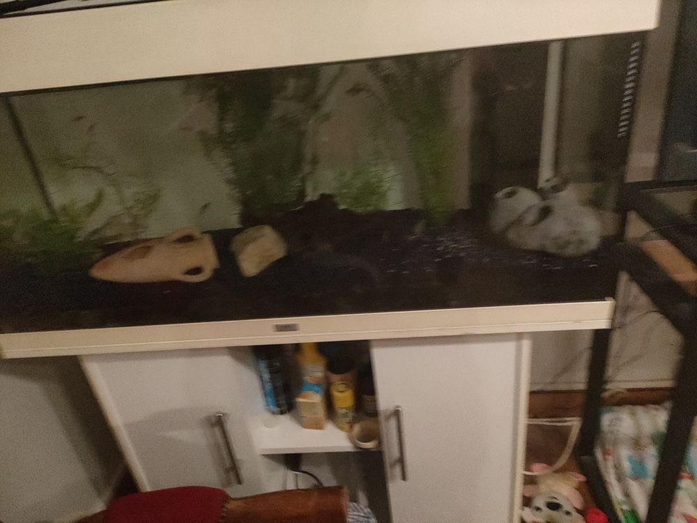   Aquarium 