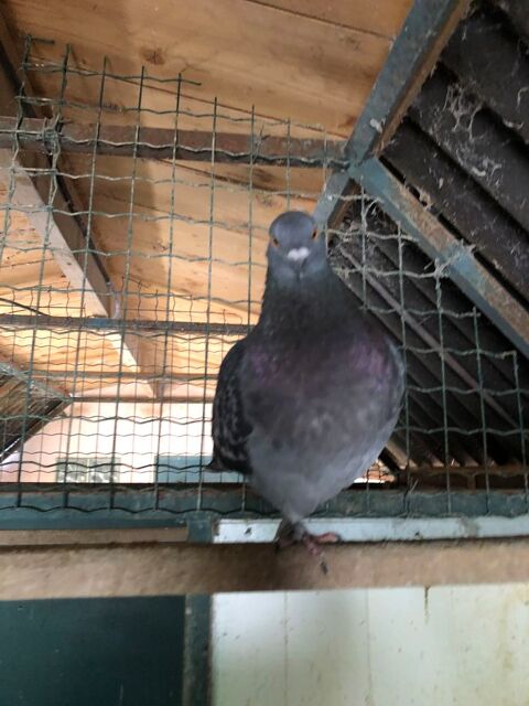 Pigeons BISET croiss CAUCHOIS 83136 La roquebrussanne