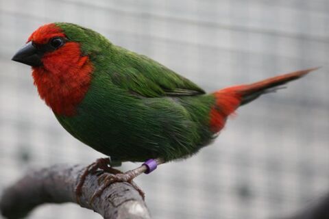 Pape noumea 50 31270 Villeneuve-tolosane