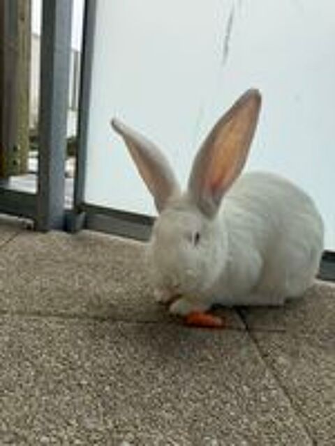   Lapin géant ? 6 mois ? en excellente santé + accessoires 