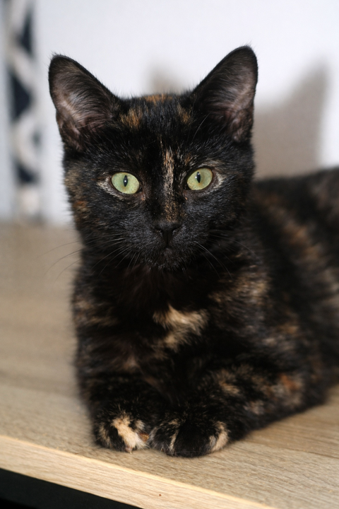 PADME chatonne &eacute;caille de tortue 5 mois 225 92260 Fontenay-aux-roses