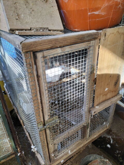 Tourterelle  20 17510 Villiers-couture