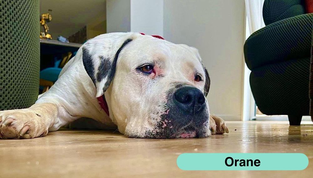   ORANE, magnifique Bouledogue Américain croisée Dogue Argentin à adopter via l'association UMA  