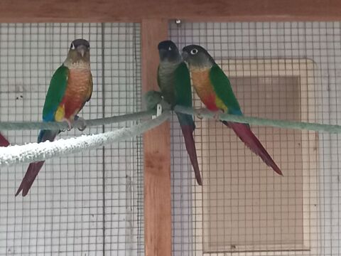 Couple molinae 60 35360 Boisgervilly